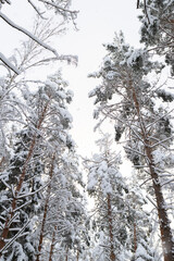 Pine trees covered with snow and clear sky view from below. Peaceful forest landscape on countryside. Nature in winter season outdoor. Vertical shot of beautiful wonderland.