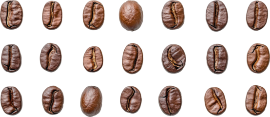 Coffee beans arranged in rows on transparent background, minimal pattern. Aroma and flavor concept