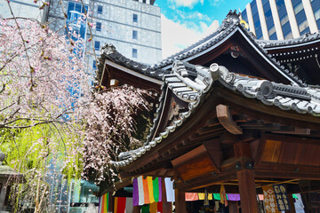 Obraz premium 京都 頂法寺 六角堂の美しい枝垂れ桜と柳（日本京都府京都市）Beautiful weeping cherry blossoms and willows at Rokkakudo Temple（Kyoto City, Kyoto Prefecture, Japan）