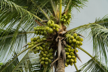 Close-up of a coconut tree in a village that has dozens of coconuts ready to be harvested. Coconut tree with green leaves and coconuts in groups