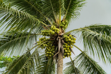 Obraz premium Close-up of a coconut tree in a village that has dozens of coconuts ready to be harvested. Coconut tree with green leaves and coconuts in groups