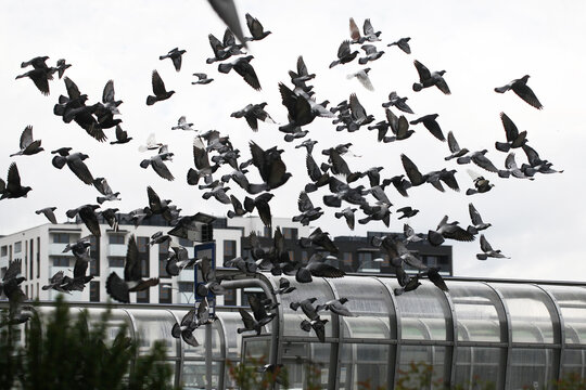 Flock of birds in the city with pigeons gathering around a bus stop near a residential block. Many birds in flight. Urban issue with pigeon overpopulation. Pigeons background. Birds silhouette.