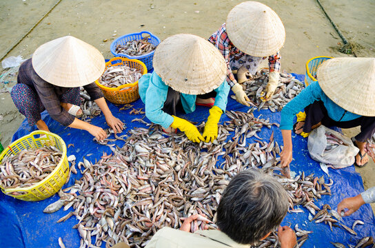 Vietnamese fishers sort fish
