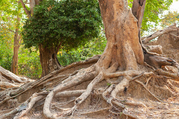 old tree with bared roots