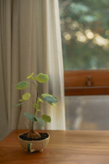 Serenity by the Window: Peaceful Scene with Sunlit Potted Plant