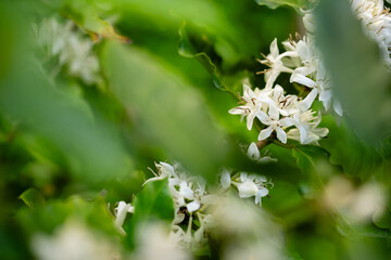 White Coffee Blossoms in Lush Greenery