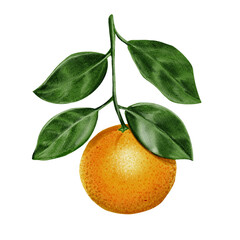  Branch with orange. Green leaves and orange fruit. The orange is ripe on the branch. Natural natural colors. Watercolor illustration. No background