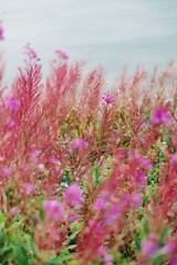 Red and yellow wild flowers blowing in the wind leaving motion trails. the Gulf of St Lawence is in the background. Perc&eacute;, Quebec, Canada.