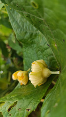 yellow flower with green leafy background 