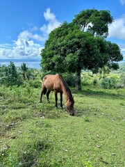 horse in the meadow. Samana, Dominican Republic