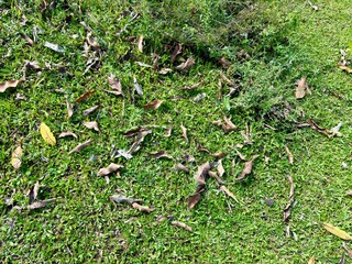 Green moss and leaves on the ground. Texture background