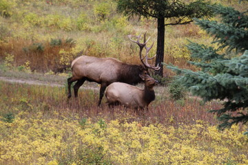 Elk Rut, Jasper National Park, Alberta