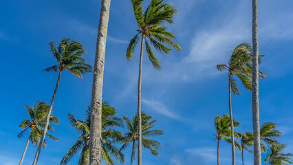 Coconut palms on a background of blue sky and clouds. Tall trunks, spreading crowns. The green leaves are fluttering in the wind. Philippines.