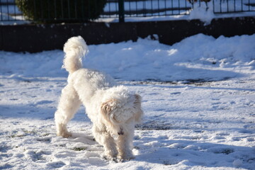 welpe spielt im schnee
