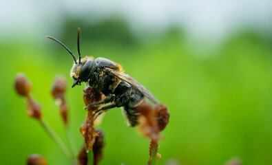 bee on a flower