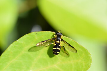 schwebfliege auf einem grünen blatt