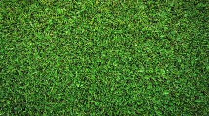 Obraz premium Lush Green Grass Texture for Nature Backgrounds