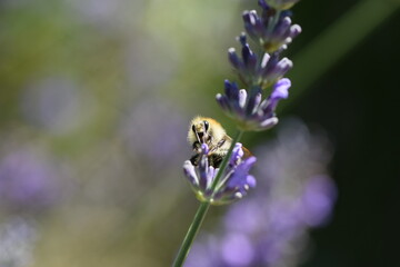 biene saugt nektar aus einer lavendelblüte © Andrea