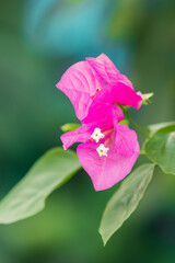 White flowers bloom between pink bracts. bougainvillea, bougainvillea glabra
