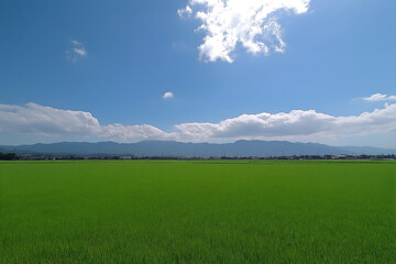 Fototapeta premium A lush rice paddy field with bright sun.