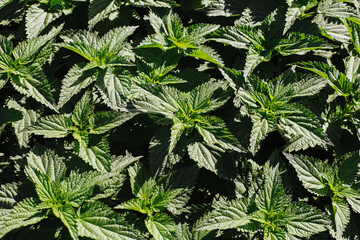 Wild growing nettle background. Green herb texture. Medicinal healthy leaves. Nettle leaf. Vibrant color outdoor garden pattern. Healthy herbal tea plant.