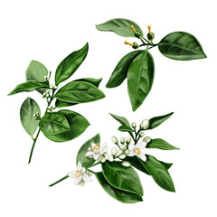  Set of three branches. Flowering stages of an orange tree. Flower buds and small fruits. Citrus plants. Watercolor illustration