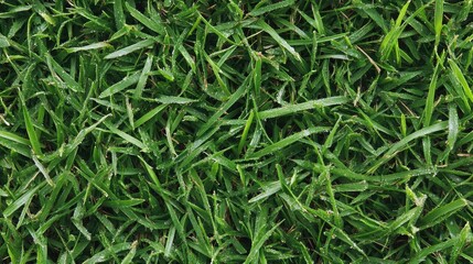 Fototapeta premium Close-up of Fresh Green Grass with Water Droplets
