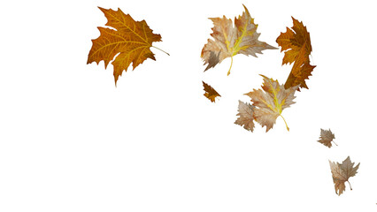 leaves autumn weather cut out flying wind air - 3d rendering