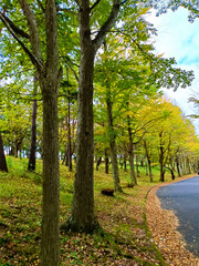 イチョウ並木と青空の広がる秋の風景（縦構図）