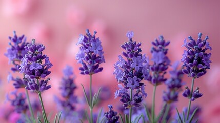 Fototapeta premium A close-up of vibrant lavender flowers against a soft pink background.