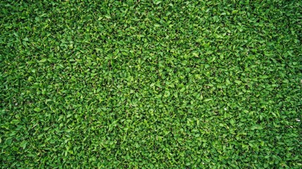 Fototapeta premium Lush Green Grass Texture for Background Use