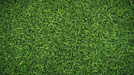 Fresh Green Grass Background for Natural Settings