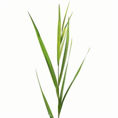 Obraz premium A grass blade, single blade, white background