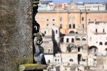 A grey pigeon perches on a moss-covered ledge. Behind him, out of focus, is the Italian town of Matera.