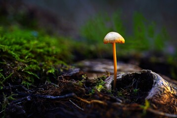 mushroom grow in a forest clearing