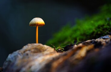 mushroom grow in a forest clearing