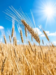 Fototapeta premium Quinoa Fields Swaying in the Breeze