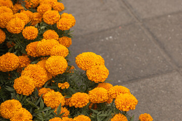 Vibrant close-up of orange marigold flowers with textured petals, symbolizing celebration and often used in Mexican Day of the Dead festivities (Dia de Muertos).