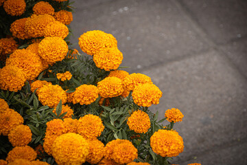 Vibrant close-up of orange marigold flowers with textured petals, symbolizing celebration and often used in Mexican Day of the Dead festivities (Dia de Muertos).