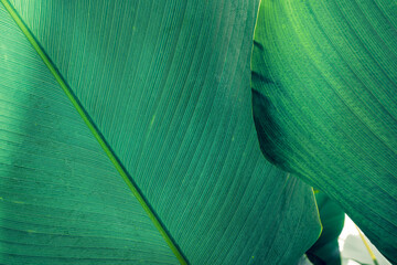 Fototapeta premium abstract tropical leaf textures on dark tone, natural green background.