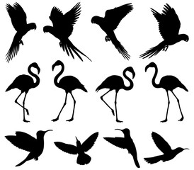 Black silhouette illustrations of various tropical birds isolated on transparent background
