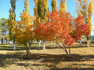 Two maple trees with yellow and red leaves in the sun on a warm autumn day. Bright foliage.
