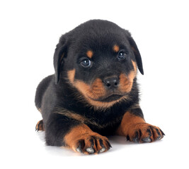 puppy rottweiler in studio