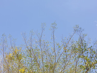 Tree branches, blue sky background