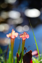 Schlauchpflanze am teich in botanischem garten in wuppertal im herbst