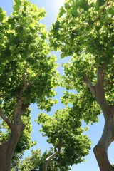 Fototapeta premium Serene View of Sunlight Filtering Through Lush Green Tree Tops Against Clear Blue Sky