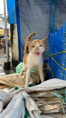 Curious Orange Indian Street Cat Meowing with Teeth Visible on Urban Street