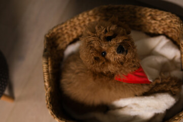 Brown puppy sitting in a straw basket with a cozy blanket and looks up