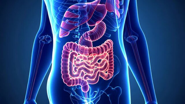 A detailed digital illustration showcases the human body's internal organs, emphasizing the digestive system's structure and function in a colorful representation