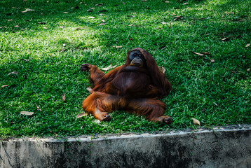 orangutan relaxing © yoganugraha